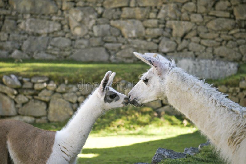 Ein Babylama küsst Mamalama in Bereich Machu Picchu lizenzfreie stockfotos Ein Babylama küsst Mamalama in Bereich Machu Picchu lizenzfreie stockfotos