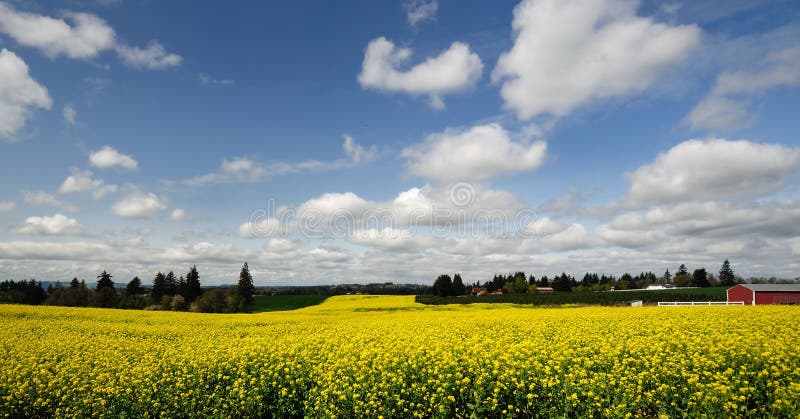 Ein Bauernhoffeld nahe silbernen Fällen lizenzfreie stockfotos Ein Bauernhoffeld nahe silbernen Fällen lizenzfreie stockfotos