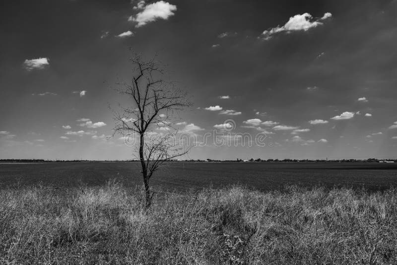 Ein Baum ohne Blätter auf den Zweigen in einem leeren Feld Schwarzweißfoto stockfoto Ein Baum ohne Blätter auf den Zweigen in einem leeren Feld Schwarzweißfoto stockfoto