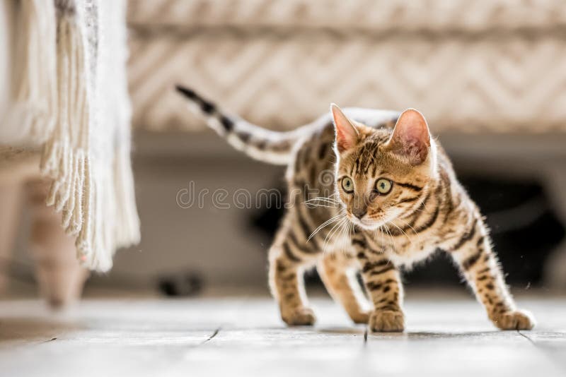 Ein Bengal-Kätzchen bereit sich zu stürzen stockfoto Ein Bengal-Kätzchen bereit sich zu stürzen stockfoto