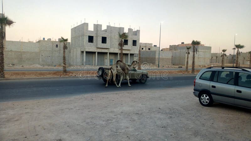 Ein Bild eines Wüstenkamels mit einem Vierradfahrzeug lizenzfreies stockfoto