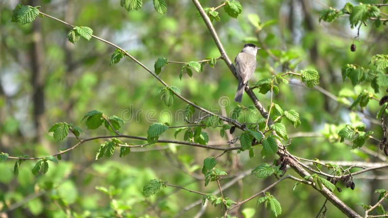 Ein Blackcap singin