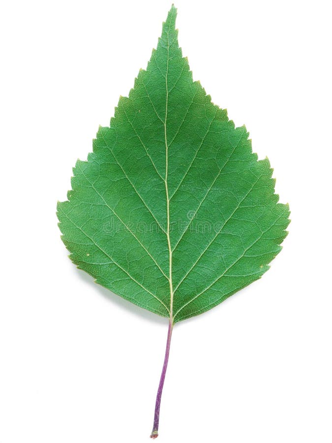 Ein Blatt einer Birke stockfoto. Bild von frühling, grün 25105182