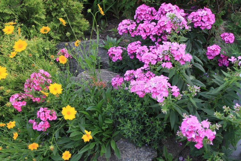 Ein Blumenbeet mit Flusssteinen des dekorativen Steins und schönen kleinen rosa und orange Blumen stockbild Ein Blumenbeet mit Flusssteinen des dekorativen Steins und schönen kleinen rosa und orange Blumen stockbild