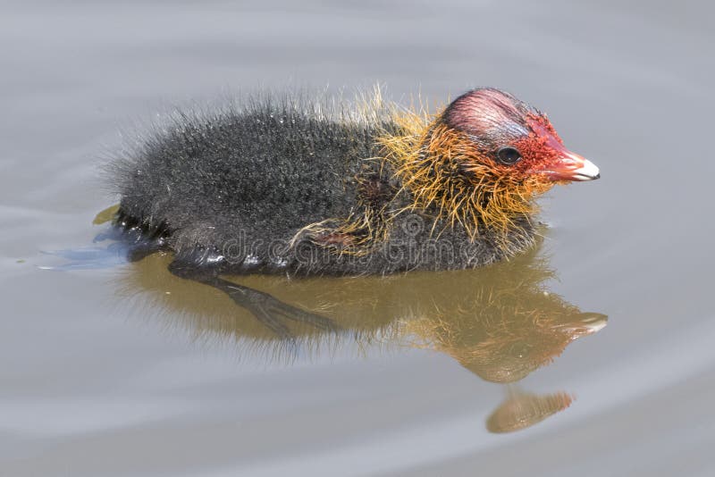 Ein Blässhuhnküken auf dem Wasser stockfotografie Ein Blässhuhnküken auf dem Wasser stockfotografie