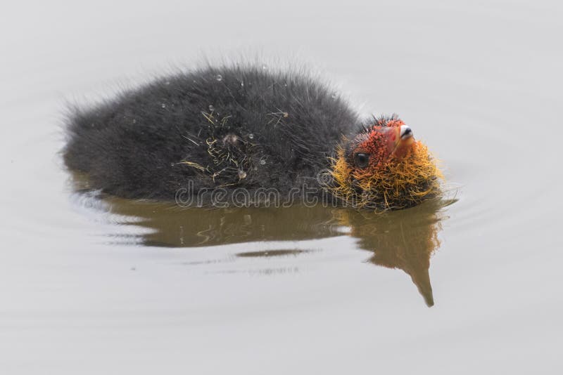 Ein Blässhuhnküken auf dem Wasser lizenzfreie stockbilder Ein Blässhuhnküken auf dem Wasser lizenzfreie stockbilder