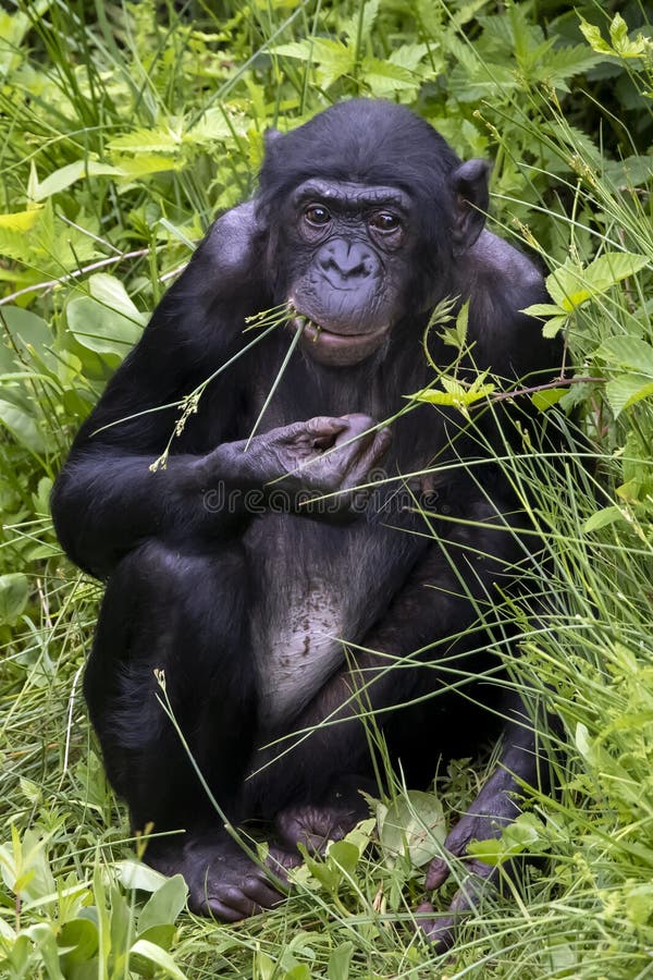 Ein Bonoboo im Grünen