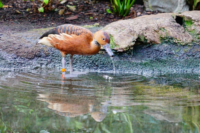 Ein Brauner Vogel Ist Trinkwasser Stockfoto Bild von land, bauernhof