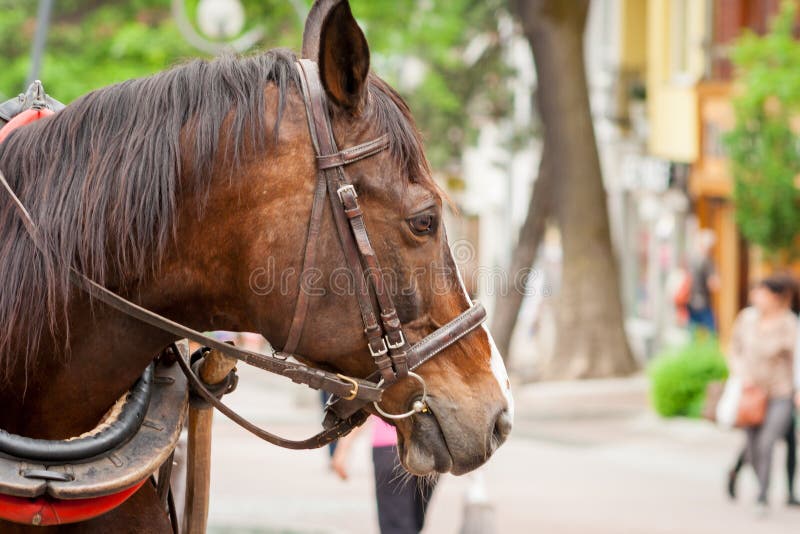 Ein braunes Pferd, das auf Krupowki steht lizenzfreies stockfoto Ein braunes Pferd, das auf Krupowki steht lizenzfreies stockfoto