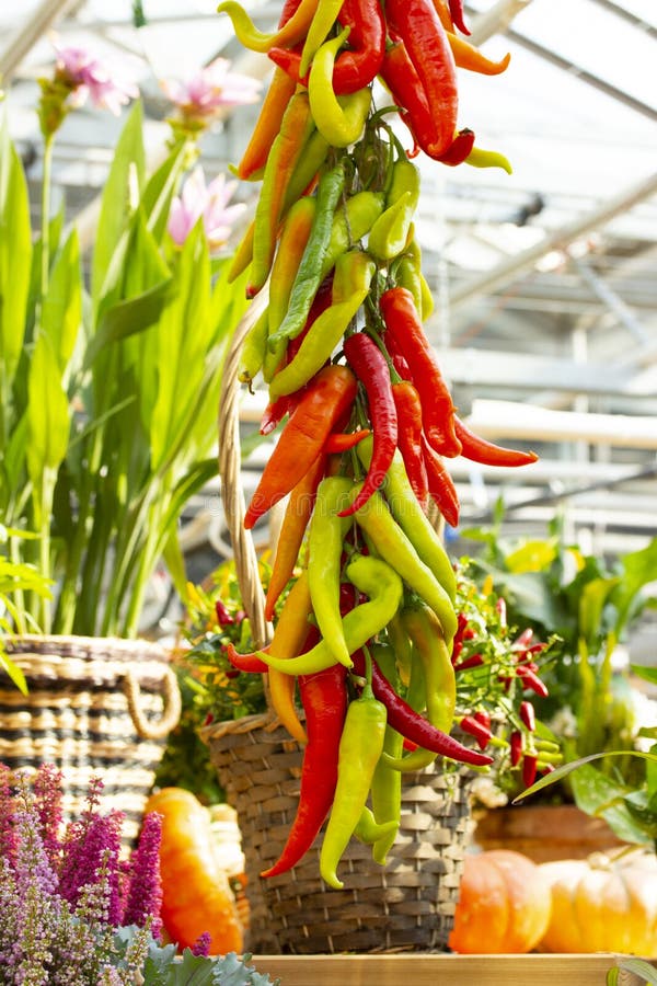 Ein Bündel rotes grünes reifes erntendes Gemüse der Pfeffer des scharfen Paprikas Lange dünne Peperoni, Jalapenopaprikapaprika, w lizenzfreies stockfoto Ein Bündel rotes grünes reifes erntendes Gemüse der Pfeffer des scharfen Paprikas Lange dünne Peperoni, Jalapenopaprikapaprika, w lizenzfreies stockfoto