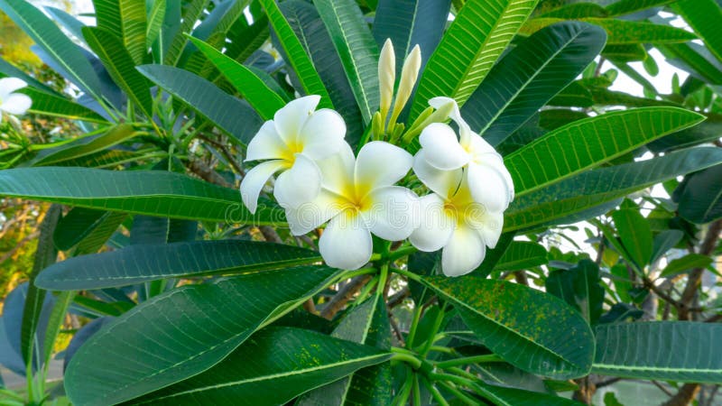 Ein B?ndel sch?ner wei?er und gelber Blumenbl?tter Plumeria, der auf gr?nen Bl?ttern in einem Park bl?ht, wissen als ein anderer stockbild Ein B?ndel sch?ner wei?er und gelber Blumenbl?tter Plumeria, der auf gr?nen Bl?ttern in einem Park bl?ht, wissen als ein anderer stockbild