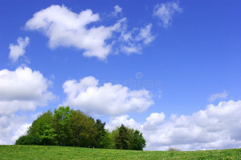 Ein Büschel der Bäume im Frühjahr stockfoto Ein Büschel der Bäume im Frühjahr stockfoto