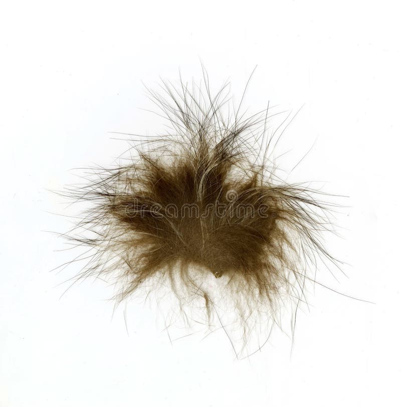 Ein Büschel des Tierpelzes lokalisiert auf weißem Hintergrund lizenzfreies stockbild Ein Büschel des Tierpelzes lokalisiert auf weißem Hintergrund lizenzfreies stockbild