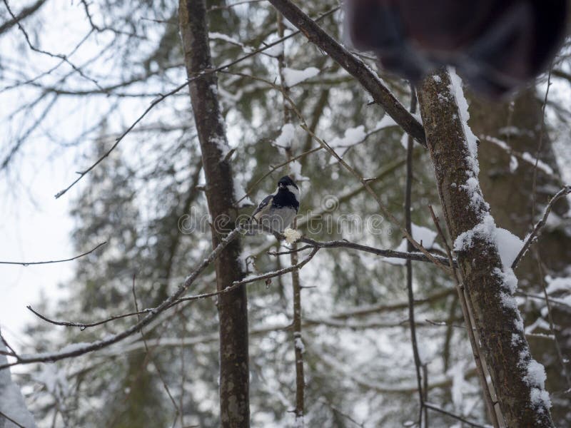 Ein Vogel Sitzt Auf Einem Baum Ein Vogel Sitzt Auf Einem Baum