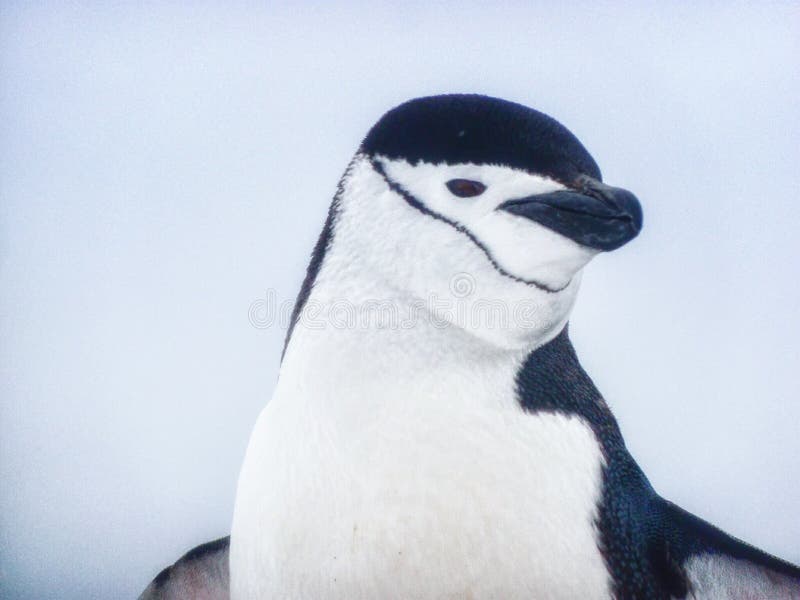 Ein Chinstrap Pinguin lizenzfreies stockfoto Ein Chinstrap Pinguin lizenzfreies stockfoto
