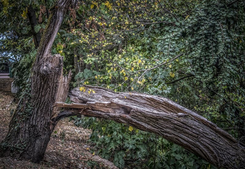 Ein defekter Baum im Herbst lizenzfreie stockfotografie Ein defekter Baum im Herbst lizenzfreie stockfotografie