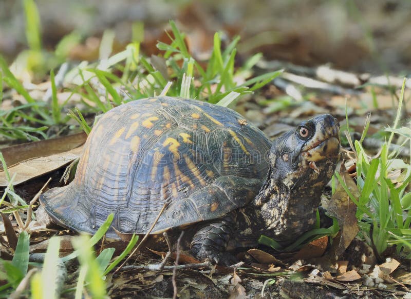 Ein dicht fokussiertes Bild einer östlichen Kastenschildkröte in den Blättern lizenzfreies stockbild
