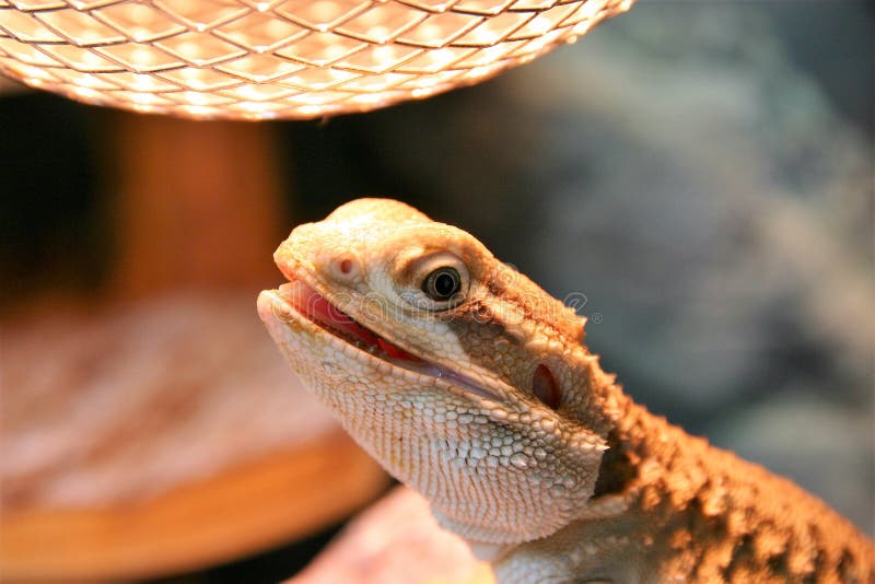 Ein Drache der rankins, der unter Hitzelampe sich aalt lizenzfreies stockfoto Ein Drache der rankins, der unter Hitzelampe sich aalt lizenzfreies stockfoto