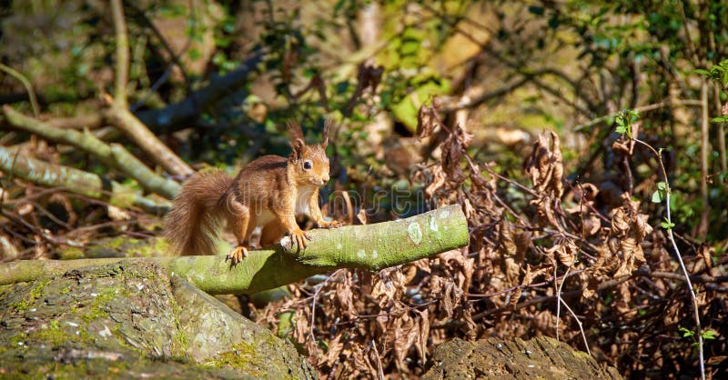 A Red Squirrel poses in bright sunlight on a cut branch at Morton Lochs Nature Reserve in Fife, Scotland. A Red Squirrel poses in bright sunlight on a cut branch at Morton Lochs Nature Reserve in Fife, Scotland.
