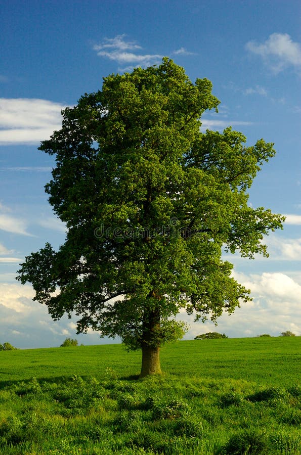 Ein einsamer englischer Eichen-Baum