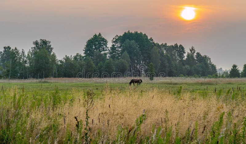 Ein einsames Pferd, das friedlich auf einer grünen Wiese gegen ein aufgehende Sonne weiden lässt stockbilder Ein einsames Pferd, das friedlich auf einer grünen Wiese gegen ein aufgehende Sonne weiden lässt stockbilder
