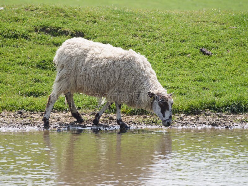 Trinkwasser Der Schafe In Einem Eimer Am Bauernhof Stockfoto Bild von