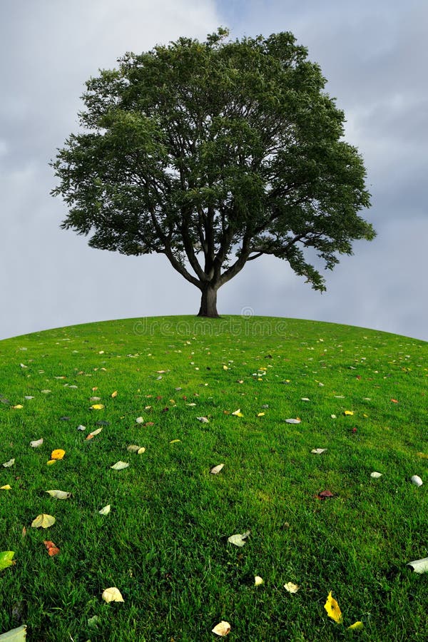 Ein einsamer Baum auf einer grünen Hügelspitze lizenzfreie stockfotos