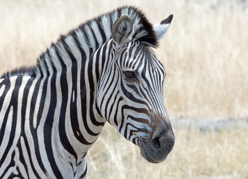Ein einziges Zebraschauen stockbild Ein einziges Zebraschauen stockbild