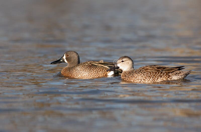 Ein Enterich und Henne Blauflügelenteschwimmen in einem Unterwasser im Frühjahr lizenzfreies stockfoto Ein Enterich und Henne Blauflügelenteschwimmen in einem Unterwasser im Frühjahr lizenzfreies stockfoto