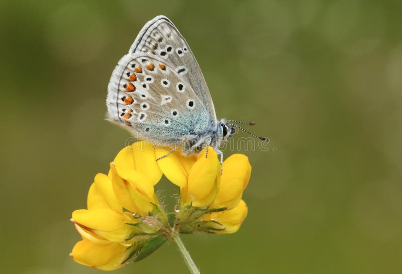 Ein erstaunlicher Manngemeiner blauer Schmetterling Polyommatus Ikarus, der auf einem Vogel ` S-Fußkleeblume Lotus-corniculatus h stockbilder Ein erstaunlicher Manngemeiner blauer Schmetterling Polyommatus Ikarus, der auf einem Vogel ` S-Fußkleeblume Lotus-corniculatus h stockbilder