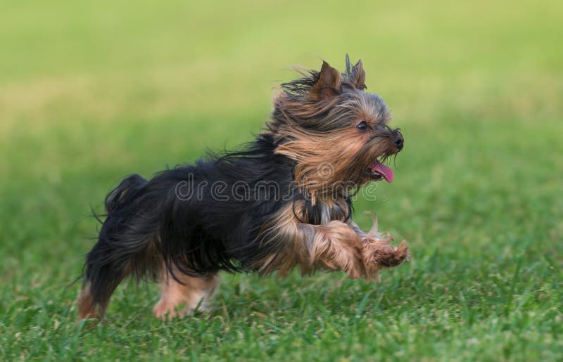 Ein erstaunliches Yorkshire Terrier lizenzfreie stockfotos Ein erstaunliches Yorkshire Terrier lizenzfreie stockfotos