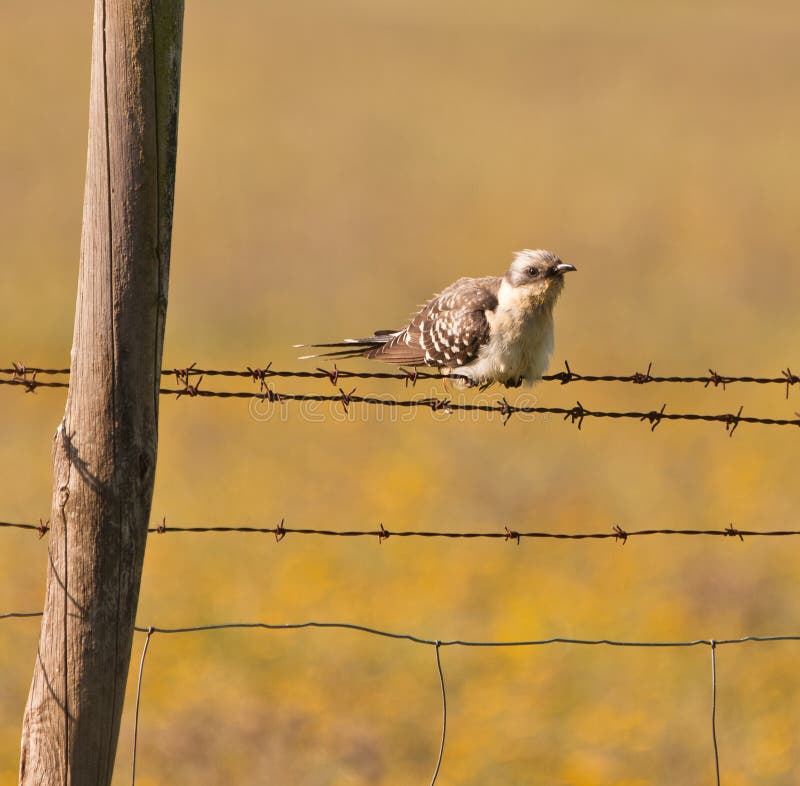 Ein erwachsener großer beschmutzter Kuckuck stockfoto Ein erwachsener großer beschmutzter Kuckuck stockfoto
