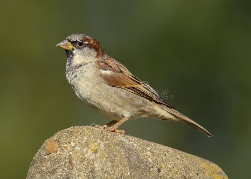 Ein erwachsenes männliches Haussperlingspassant domesticus lizenzfreie stockfotografie Ein erwachsenes männliches Haussperlingspassant domesticus lizenzfreie stockfotografie