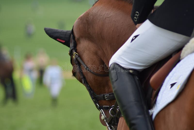 Ein feines Dressurreiten-Pferd und Rider Getting Warmed oben und ein bereit zum Wettbewerb lizenzfreie stockbilder Ein feines Dressurreiten-Pferd und Rider Getting Warmed oben und ein bereit zum Wettbewerb lizenzfreie stockbilder