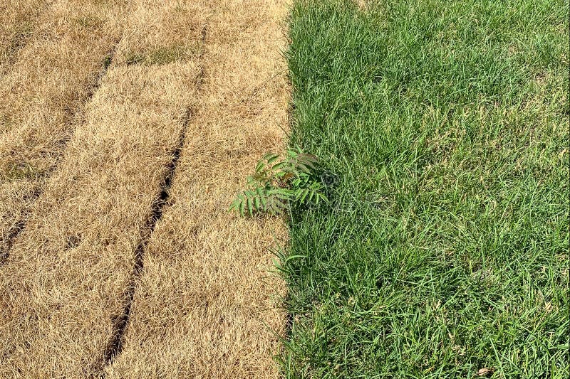 Ein Feld, das aus der Hälfte saftig grünen und getrockneten Gras besteht. stockbild