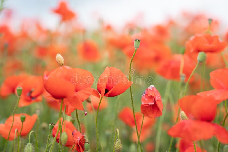 Ein Feld von wilden roten Mohnblumen an einem hellen sonnigen Tag Blühende Opiumblumen Bunte Sommerlandschaft stockfotografie Ein Feld von wilden roten Mohnblumen an einem hellen sonnigen Tag Blühende Opiumblumen Bunte Sommerlandschaft stockfotografie