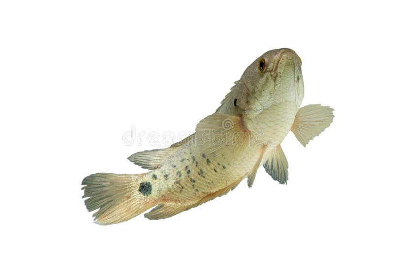 Ein Fisch hat Name Kletterfisch oder wissenschaftliches Name Anabas-testudi