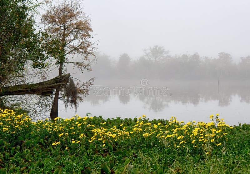 Ein Flecken von hellen gelben Gänseblümchen auf der Bank von einem Slough in Guste-Insel Louisiana lizenzfreie stockfotos Ein Flecken von hellen gelben Gänseblümchen auf der Bank von einem Slough in Guste-Insel Louisiana lizenzfreie stockfotos