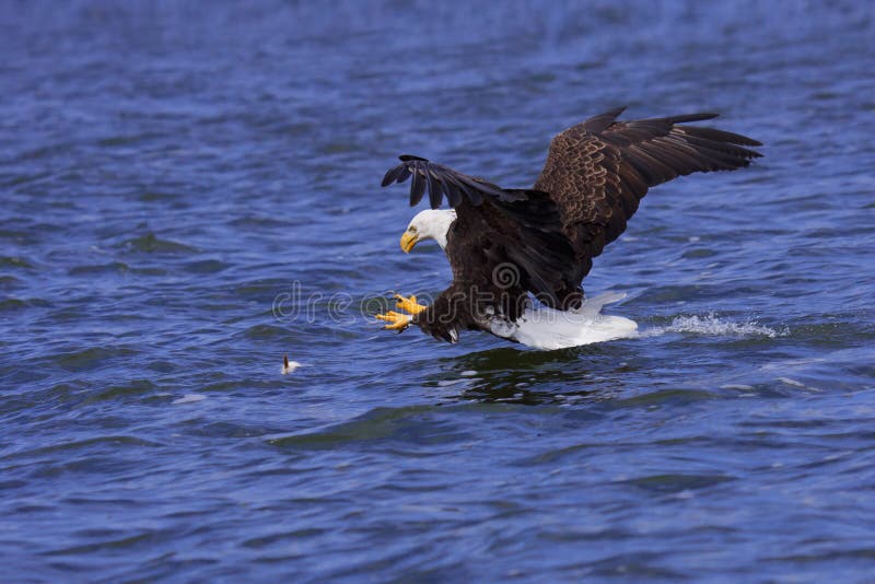 A spread winged bald eagle attacks a fish swimming in the open water. A spread winged bald eagle attacks a fish swimming in the open water