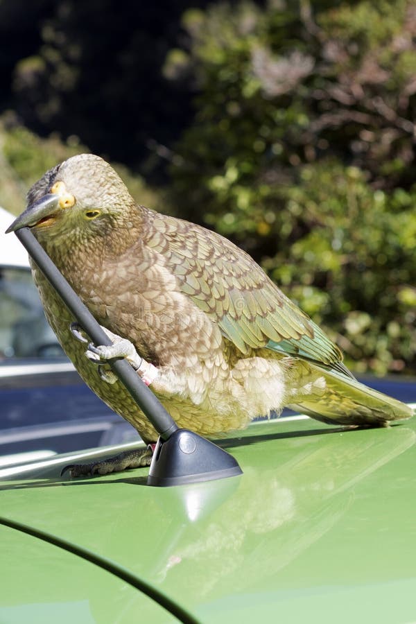 Ein freche Gebirgspapageien-Imbisse auf einem Auto stockfotografie Ein freche Gebirgspapageien-Imbisse auf einem Auto stockfotografie