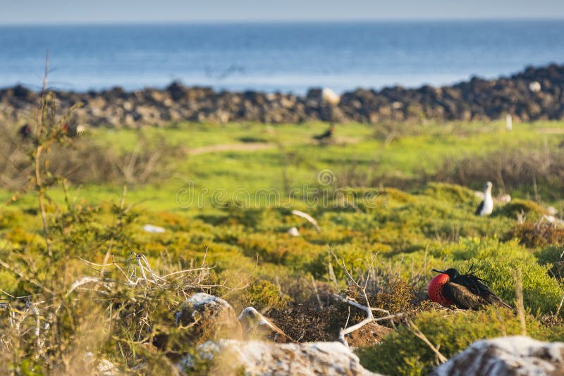 Ein Fregatte-Vogel mit rotem Beutel