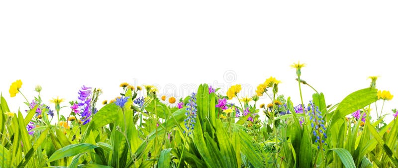 Ein Frühlingsgras und wilden Blumen lokalisiert auf weißem Hintergrund