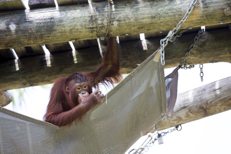 Ein gekühlter heraus Orang-Utan lizenzfreie stockbilder Ein gekühlter heraus Orang-Utan lizenzfreie stockbilder
