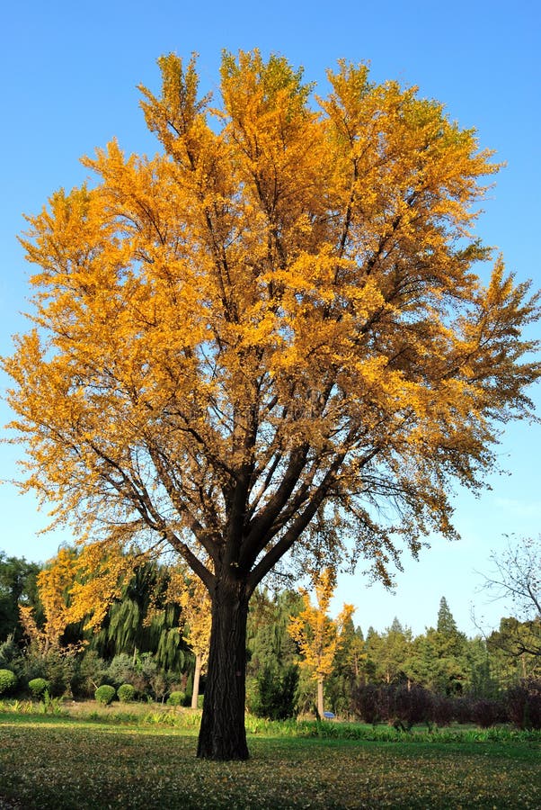 Ein ginkgoBaum im Fall stockfoto. Bild von wiesen, schönheit 11990678