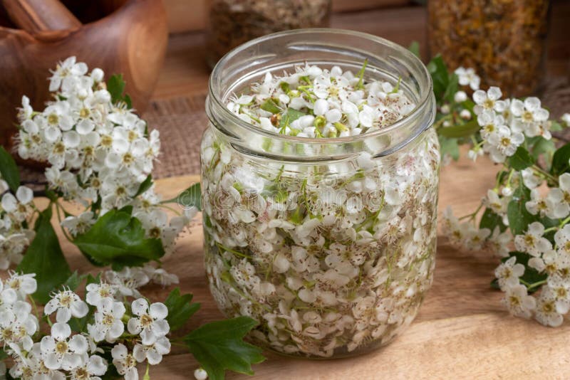 Ein Glas füllte mit frischen Weißdornblüten und -alkohol, zu prepar lizenzfreies stockfoto Ein Glas füllte mit frischen Weißdornblüten und -alkohol, zu prepar lizenzfreies stockfoto