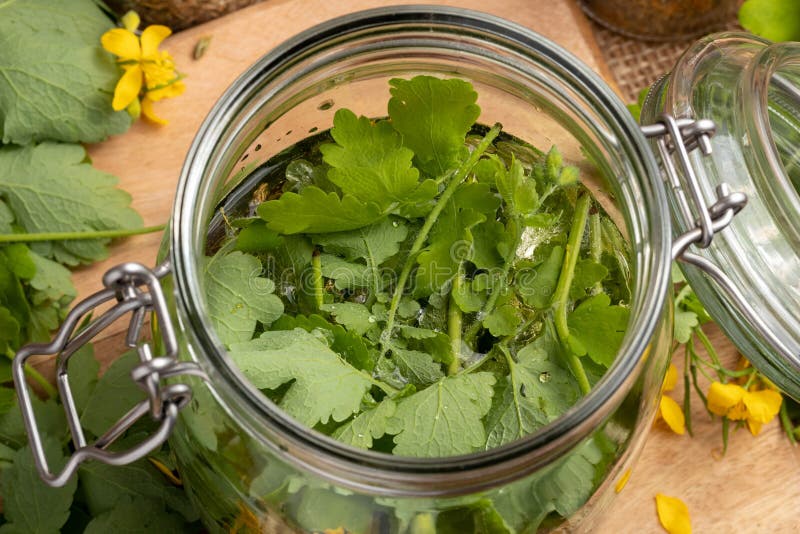 Ein Glasgefäß gefüllt mit frischen Blättern und Weiß des größeren Celandine stockfotos Ein Glasgefäß gefüllt mit frischen Blättern und Weiß des größeren Celandine stockfotos