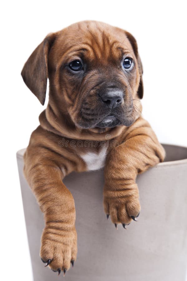 Ein glücklicher Hund auf weißem Hintergrund stockfotografie Ein glücklicher Hund auf weißem Hintergrund stockfotografie