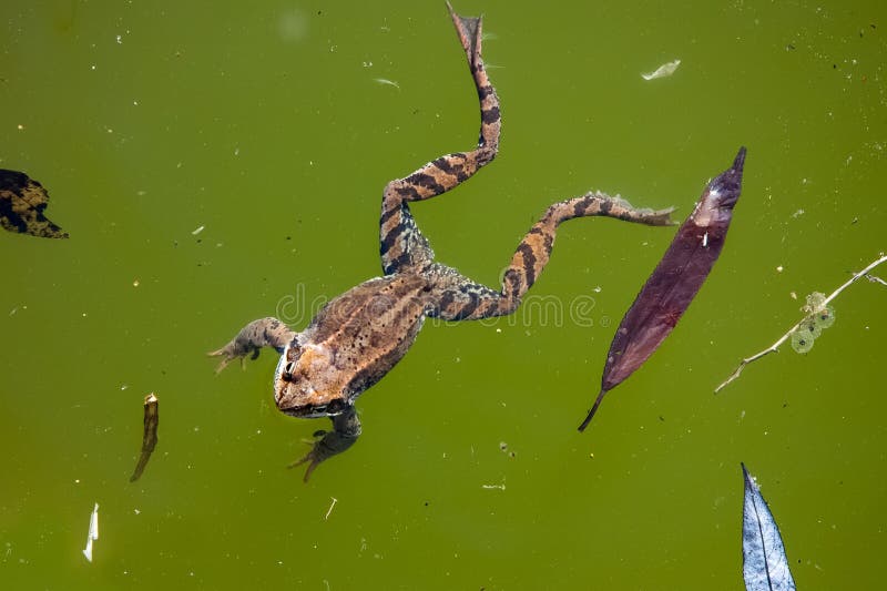 219 Ein Teich Mit Einem Frosch Fotos Kostenlose Und Royalty Free Stock Fotos Von Dreamstime