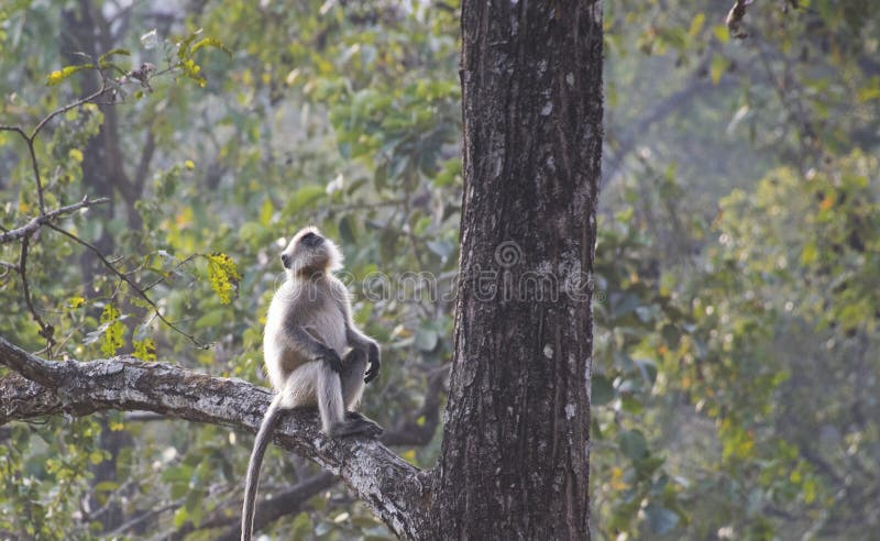 Ein grauer Langur, der auf einem Baum sitzt und oben schaut stockfoto Ein grauer Langur, der auf einem Baum sitzt und oben schaut stockfoto