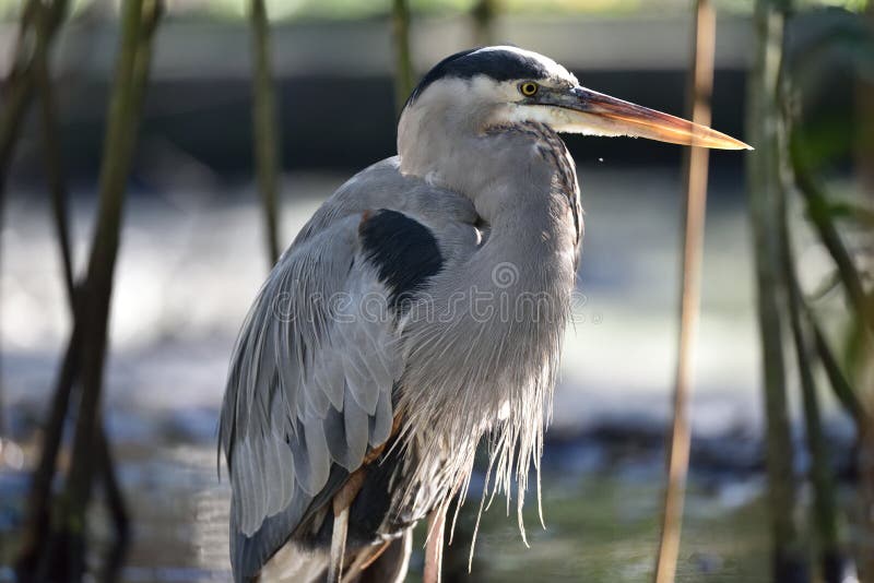 Ein Graureiher im hohen Gras lizenzfreies stockbild Ein Graureiher im hohen Gras lizenzfreies stockbild